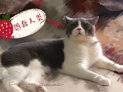 -more than meow吴止猫主题餐厅(承德 中船汇店)