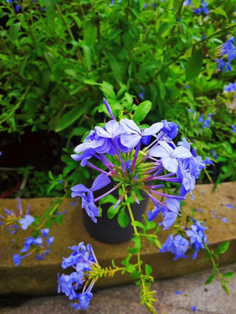 蓝花丹也叫蓝雪花,淡雅的蓝色花朵在炎炎夏日里给人清爽的感觉.