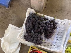 -马陆小张葡萄园农家乐