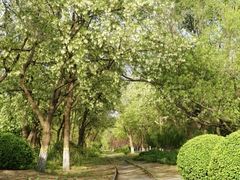 -永定河休闲森林公园