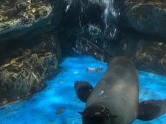 -锦艺城海洋馆