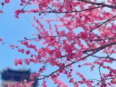 -杭州半山国家森林公园