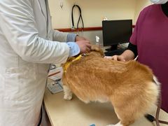 -艾贝尔宠物医院 ·内科全科(梁溪路店)