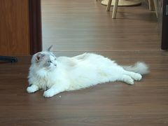 -楼上猫咖(罗湖店)