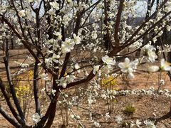 -北京西山国家森林公园