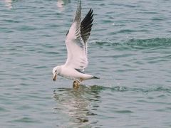 -那香海钻石沙滩浴场