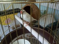-平行世界·猫咖(首经贸店)