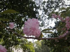 -武汉大学-樱园