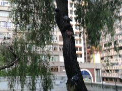 -九龙公园
