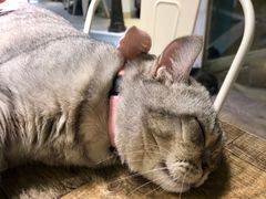 猫-小时光咖啡馆(开森度假森林店)