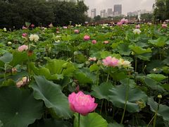 -黄兴公园