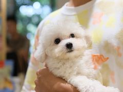 -Pets First伊珊娜洗护·精致美容·家庭式寄养(新会路店)