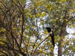 -三里屯东五街银杏大道