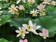 -莲花池公园