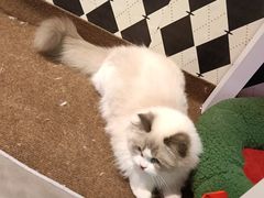 -大型宠物商超·宠海王国·宠物猫狗活体·用品·美容(新世界百货重庆店)