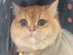 -瑞派福兴宠物医院犬猫全科·骨科·中西医结合(河东店)