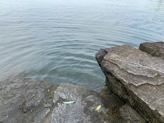 -西湖外事游船(花港观鱼码头)