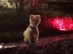 -家有小宠宠物美容(双楠街店)