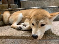 -more than meow吴止猫主题餐厅(承德 中船汇店)