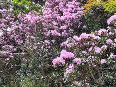 -梧桐山风景名胜区