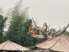 -上海野生动物园