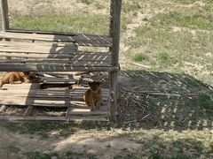 -新疆天山野生动物园