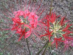 白塘生态植物园&nbsp;(11)-白塘生态植物园