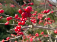 -永定河休闲森林公园