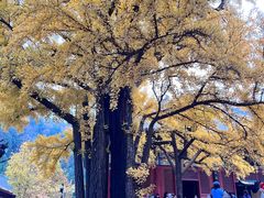 -红螺寺