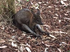 -费瑟代尔野生动物园