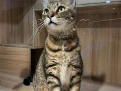 -博特宠物医院24h犬猫全科.骨科·异宠
