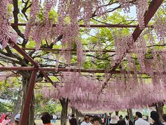 -嘉定紫藤园