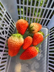 -蓝呗呗蓝莓草莓采摘园(通州区马驹桥店)