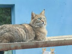 -青藏高原野生动物园