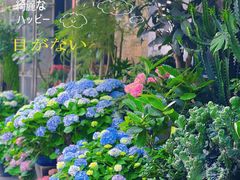 -溪岸路花鸟市场