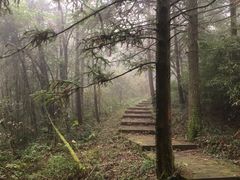 -武陵山森林公园