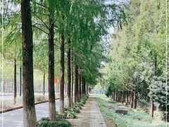 -上海长兴岛郊野公园