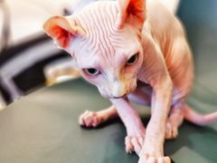 -飞行喵MR PILOT|猫舍·猫咖(静安大融城店)