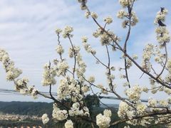 -樱桃山旅游景区