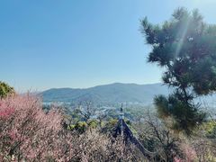 -香雪海