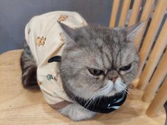 -楼上猫咖(罗湖店)