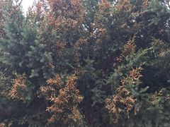 -延安杨家岭革命旧址