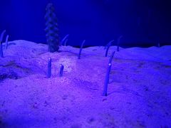 -芜湖新华联大白鲸海洋公园