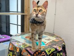 -猫色咖啡·猫咖