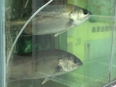 -凯盈阁·顺德私房菜·桑拿鸡