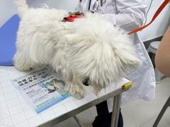 -中国农业大学动物医院