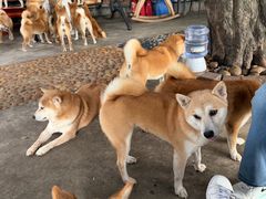 -柴犬高等学院·狗咖·柴犬售卖·宠物训练