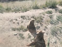 -新疆天山野生动物园