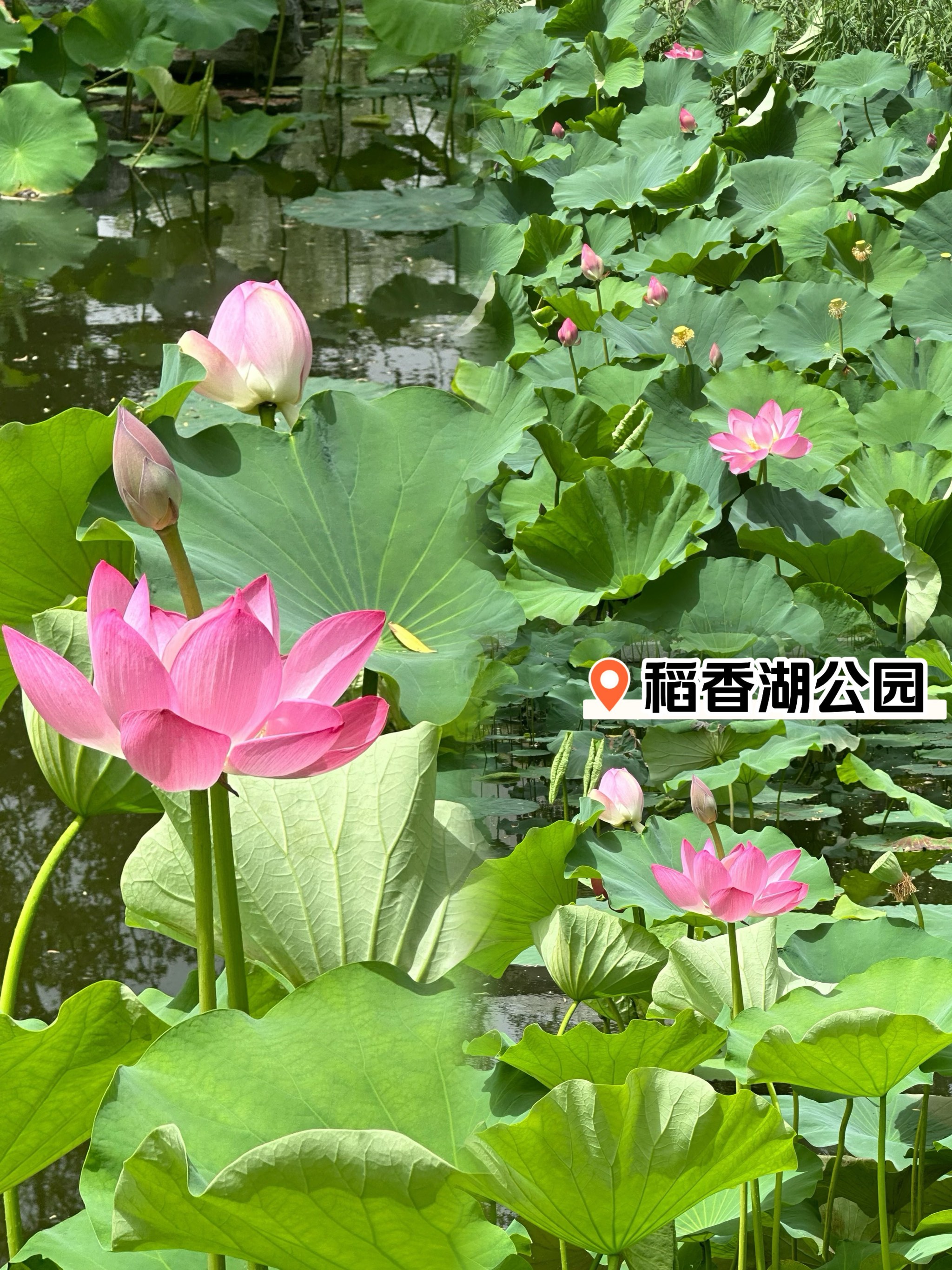 荷花什么季节开图片