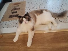 -滚猫咖啡·猫咖·猫友好撸猫(未来城店)